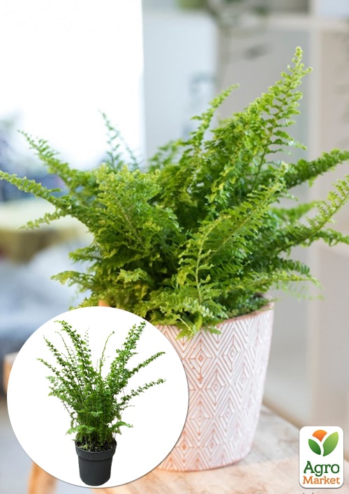 

Нефролепис Green Fantasy (папороть кімнатна)