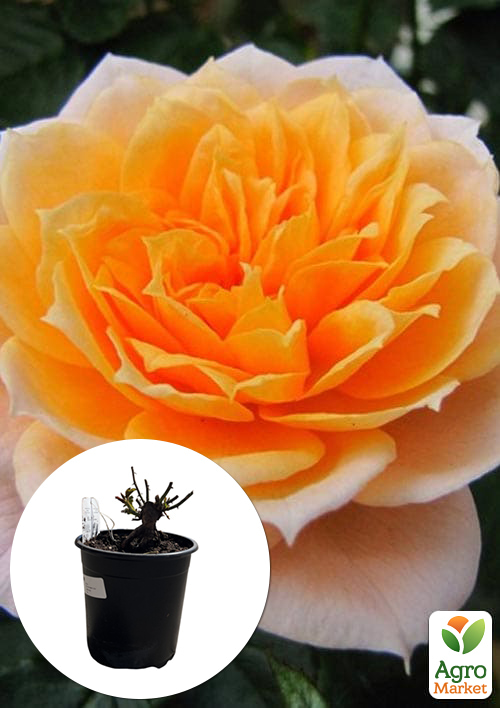 

LMTD Троянда 2-х річна Royal Oranje (укорінений саджанець у горщику, висота 20-30см)