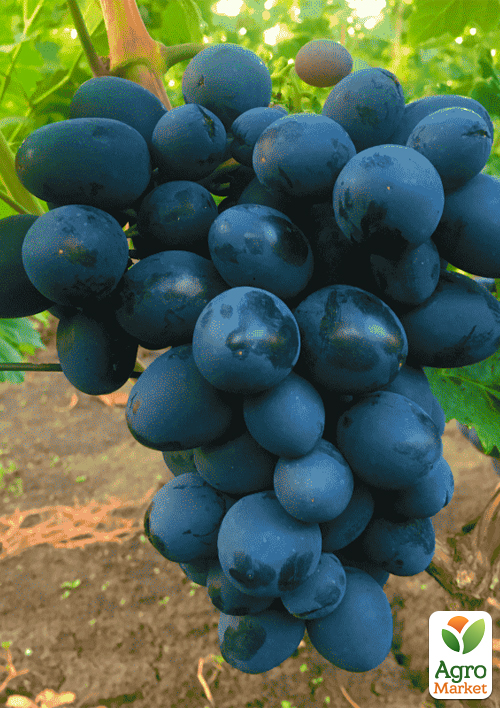 

Виноград Посланець (крупний, солодкий, морозостійкий)