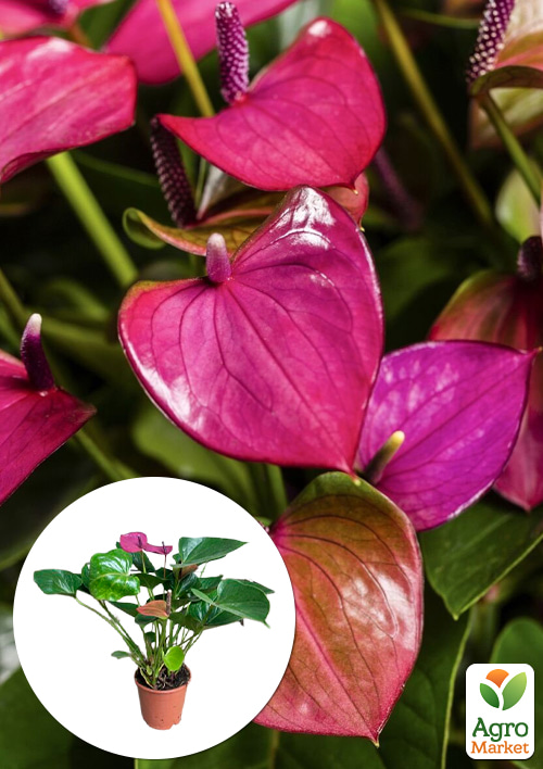 

Антуриум (Anthurium) Baby Purple