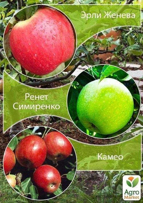 Дерево-сад Яблоня "Эрли Женева+Ренет Симиренко+Камео" 1 саженец в упаковке