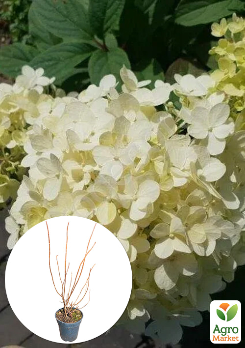 

Гортензия 2-х летка метельчатая Little Alf высота саженца 20-30см