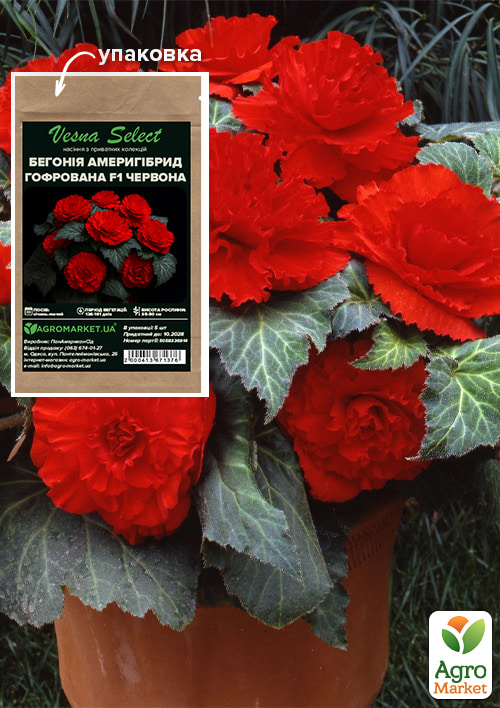 

Бегония Америгибрид гофрированная F1 красная ТМ Vesna Select 5шт