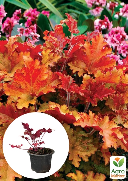 

Гейхера (Heuchera) Marmalade С1 (высота 15-30см)