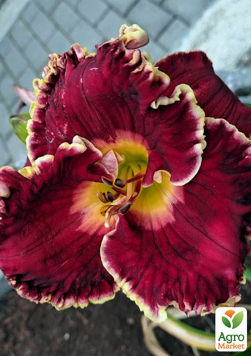 

Лілійник Derek's Triumph