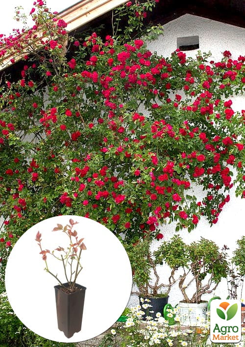 

Роза плетистая Симпатия в контейнере, высший сорт