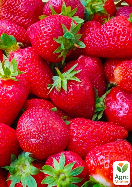 

Клубника Ксанте (Xante) 5шт (ремонтантный, крупноплодный сорт)