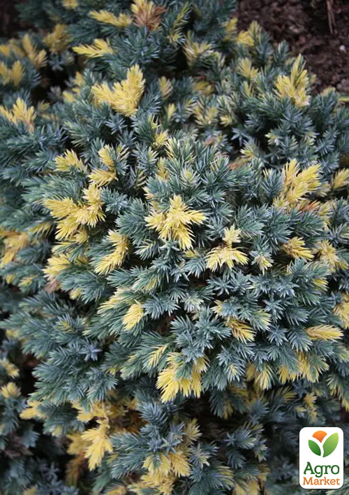 

Можжевельник чешуйчатый 4-х летний Floreant С3, диаметр 15-20см