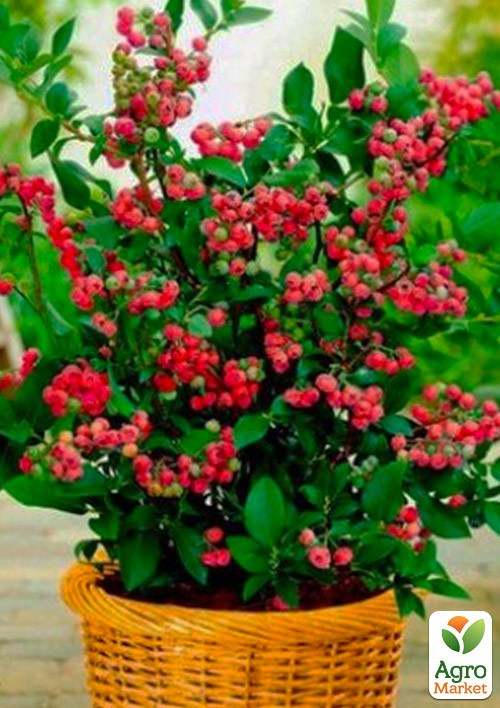 

Голубика 2-х летняя розовая "Pink Blueberry" вазон С3