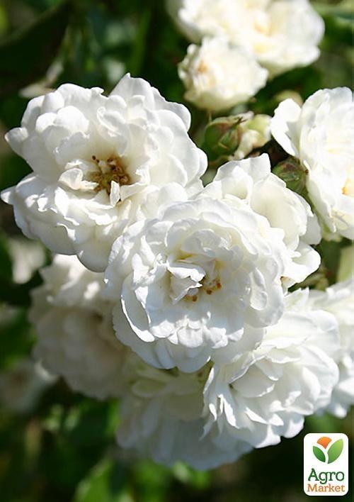 

Троянда грунтопокривна Sea Foam (саджанець класу АА +) вищий сорт