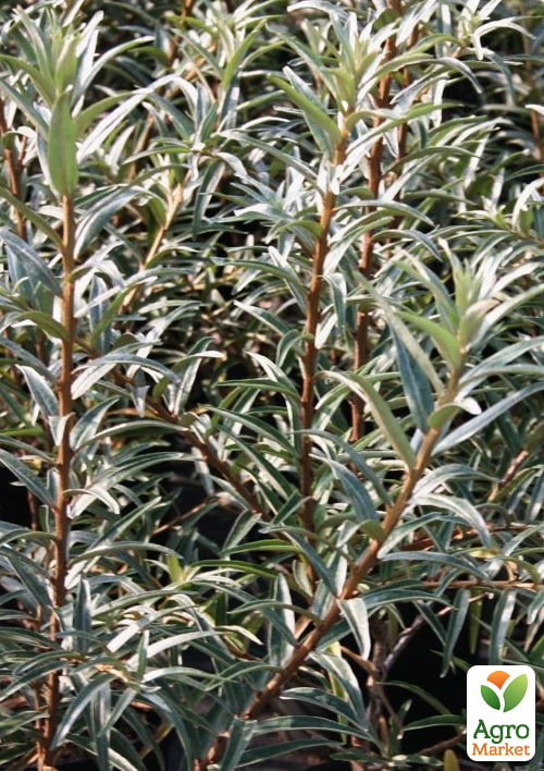 

Обліпиха 2-річна Лебідь укорінена в контейнері (хлопчик-запилювач)