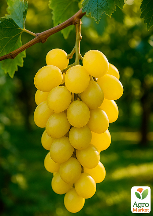 

Виноград Смарагд