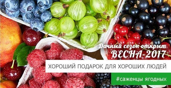 Получайте БЕСПЛАТНО саженец вкуснейшей ягодной культуры Получайте БЕСПЛАТНО саженец вкуснейшей ягодной культуры