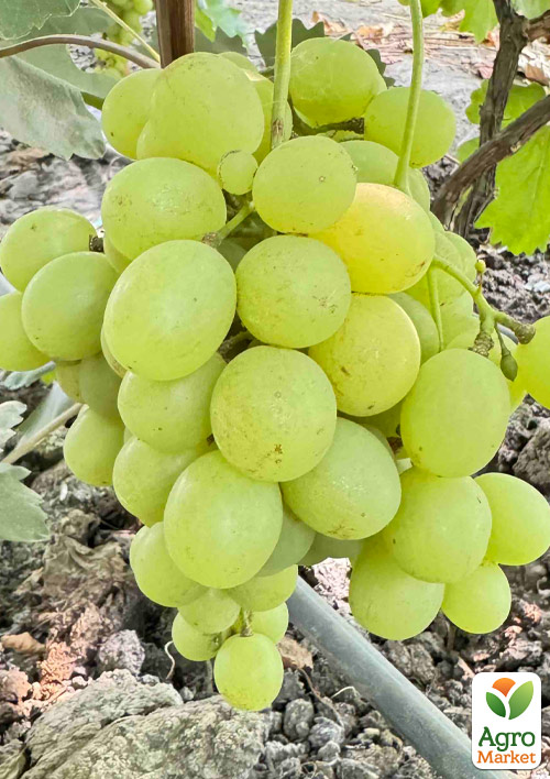 

Виноград кишмиш «Ленд Крузер» (Land Cruiser сорт селекції США)