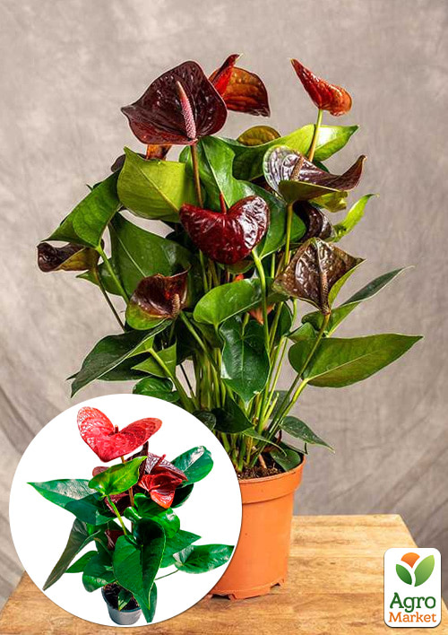 

Антуріум (Anthurium) Essencia висота 40-50см