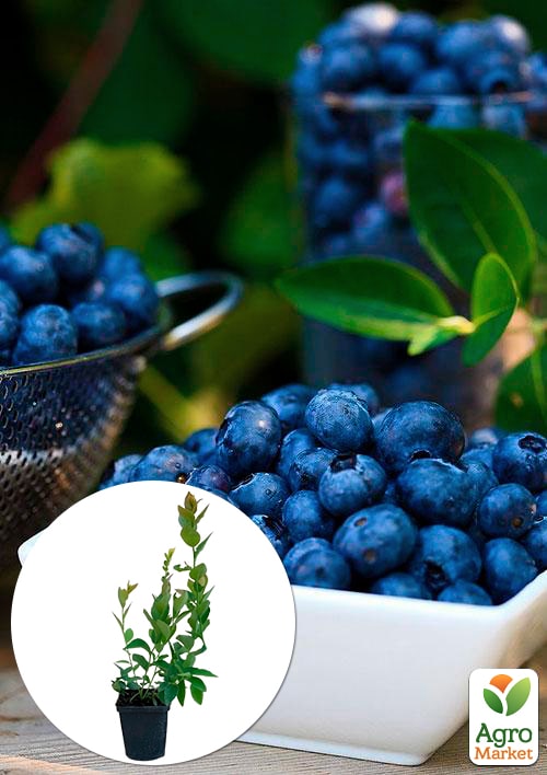 

Голубика (черника садовая) ранняя Дюк (Duke) (один из самых высокоурожайных сортов)