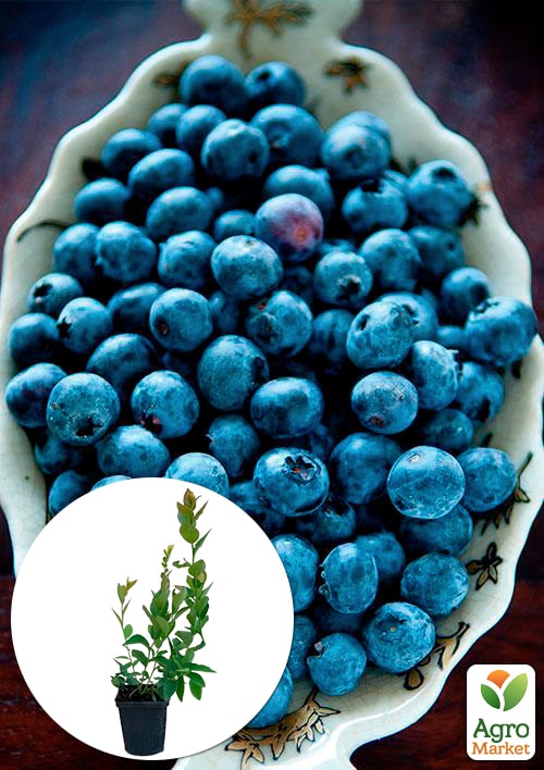 

Лохина (чорниця садова) середня Блюкроп (Bluecrop) (середній термін дозрівання, дуже стійкий до хвороб, посухи та морозів)