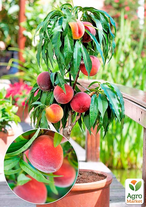 

Персик колоноподібний Кримський ранній (медовий післясмак, ранній термін дозрівання)