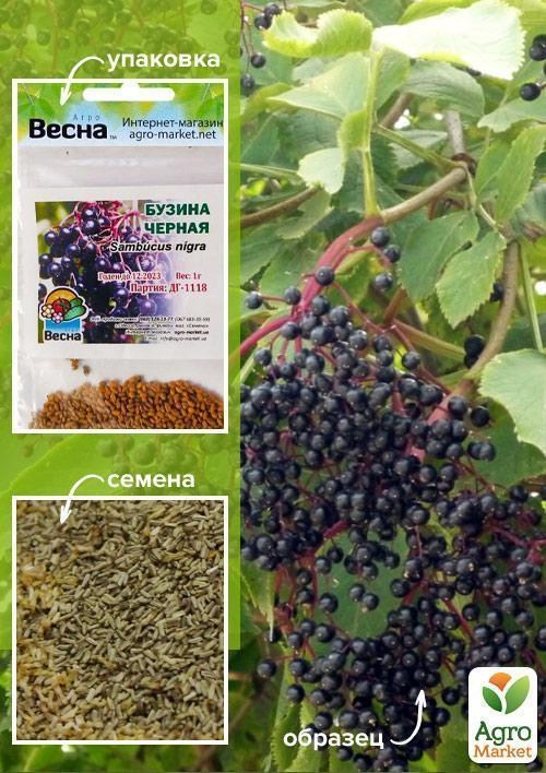

Бузина чорна (Зипер) ТМ "Весна" 1г