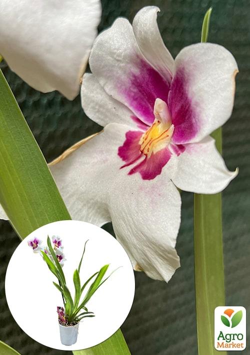 Орхидея Мильтония "White Story" 1 саженец в упаковке (комнатный) Нидерланды