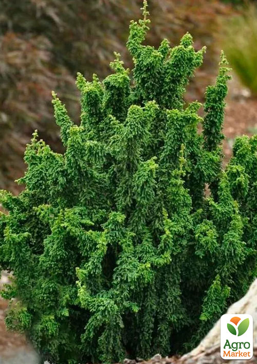 

Кипарисовик Teddy Bear (вазон P9)