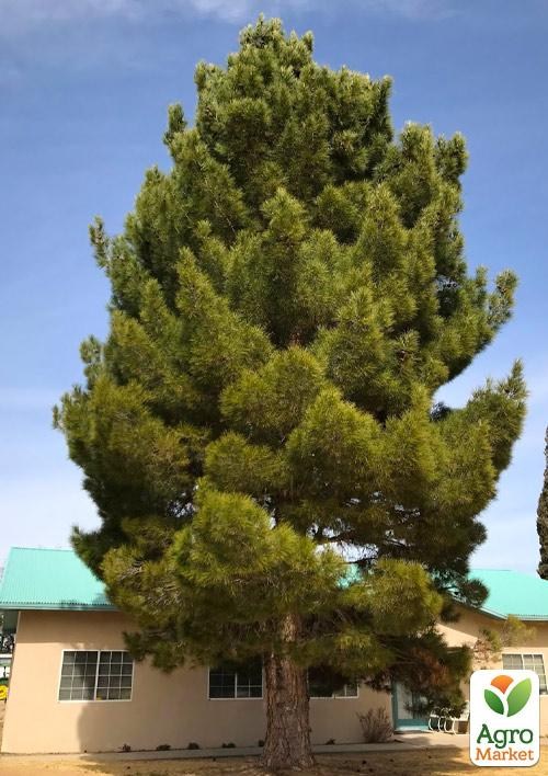 

Сосна Эльдарская "Pinus Eldarica" (реликт)