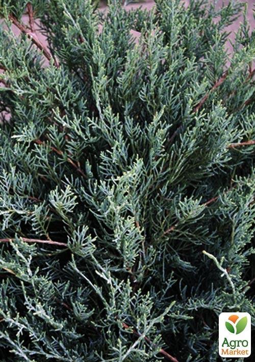 

Можжевельник виргинский Блю Клауд (Blue Cloud) горшок P9