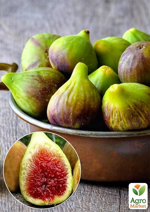 

Инжир саженец 3х-летний Брунсвик (высота 70-90см)