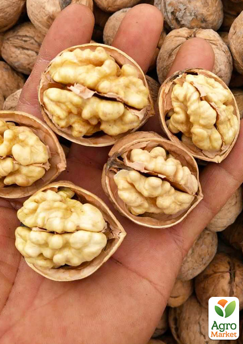 

Волоський горіх Велетень (середній термін дозрівання)