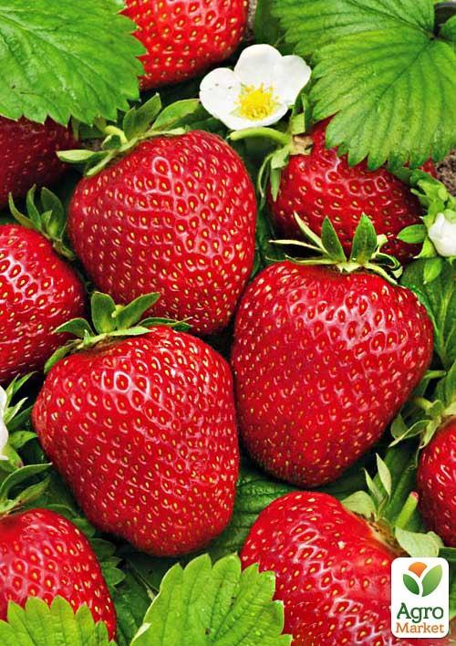 

Ексклюзив! Полуниця ремонтантна Червона мрія (преміальний сорт)