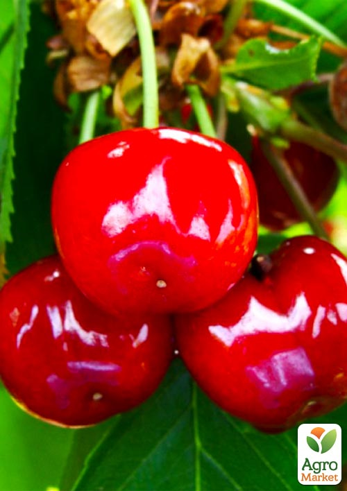 

Черешня Соната (літній сорт, середньопізній термін дозрівання)