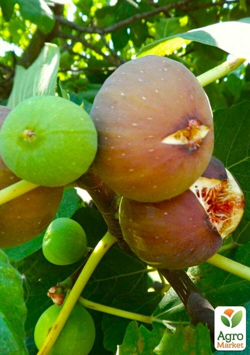 

Эксклюзив! Инжир коричнево-зеленый Голиаф (Goliath) (премиальный, крупноплодный, морозостойкий)