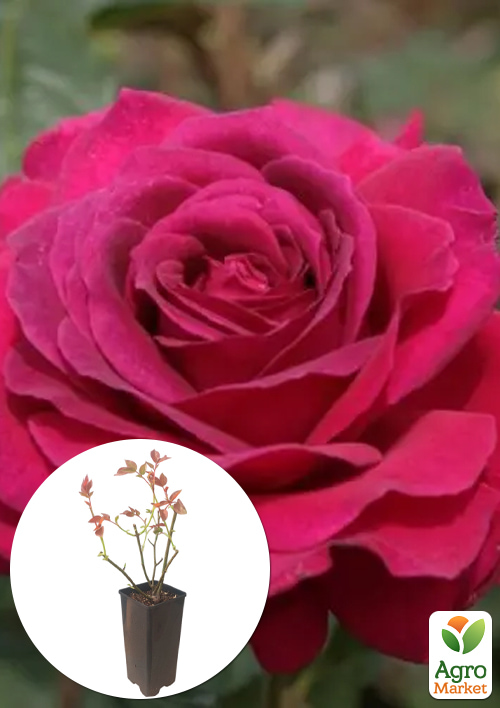 

Троянда чайно-гібридна Big Purple у контейнері, вищий сорт