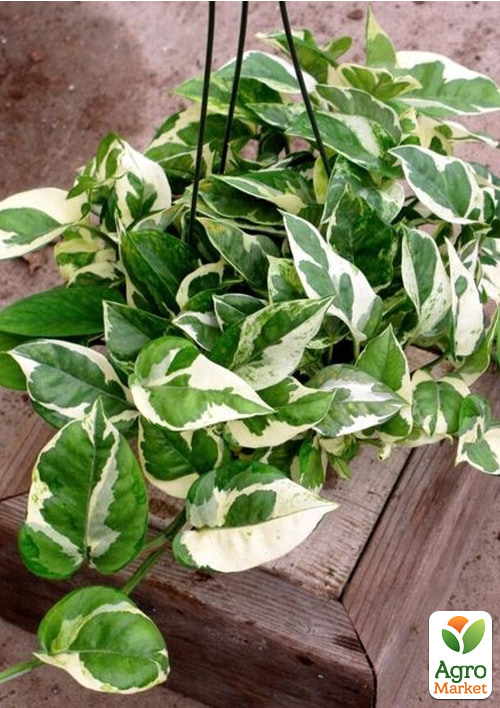 

Епіпремнум Н-Джой 20-30см