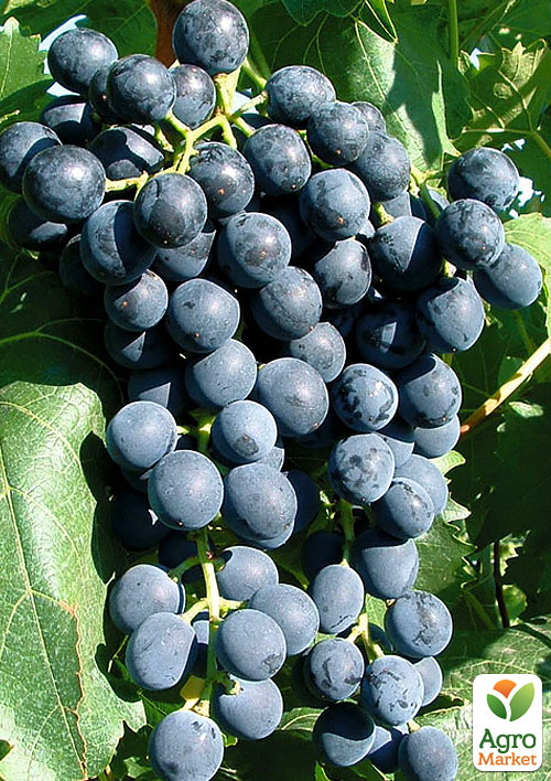 

Виноград Мускат Блау (винний сорт)