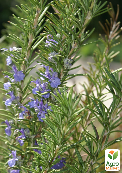 Розмарин лекарственный "Speedy", С2 (идеален в кулинарии, имеет тонизирующие свойства) 1 саженец в упаковке