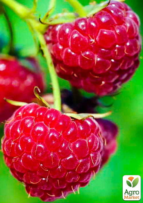 

Малина Meeker (середній термін дозрівання) 1-річний саджанець