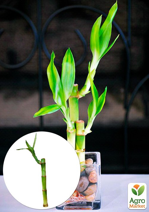 

Бамбук комнатный "Lucky Bamboo" (высота 10-20см)