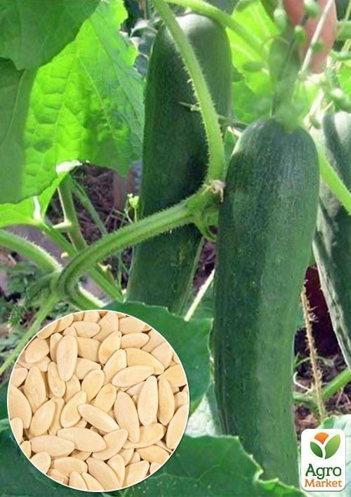 

На вагу Огірок Делікатесний ТМ Весна ціна за 2г