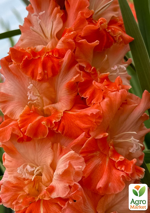 

Гладіолус Coral Crush