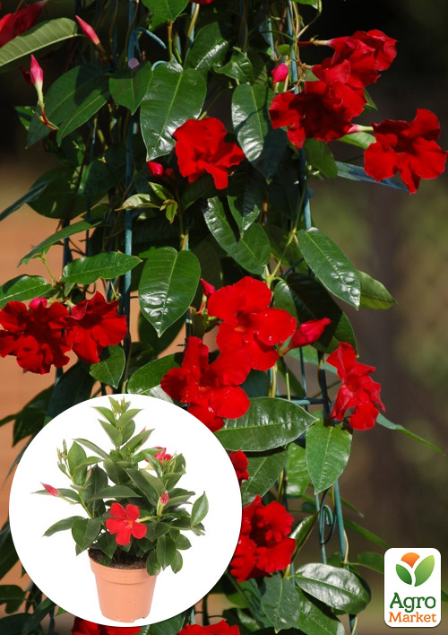 

Дипладенія (Mandevilla) Verona (квітуча ліана)