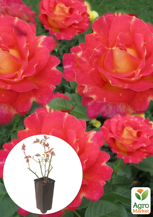 

Роза плетистая Павлиний глаз в контейнере, высший сорт