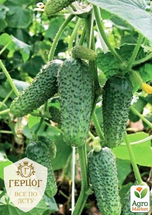 

Огурец Герцог Кустовой ТМ Весна 2г