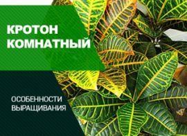Кротон