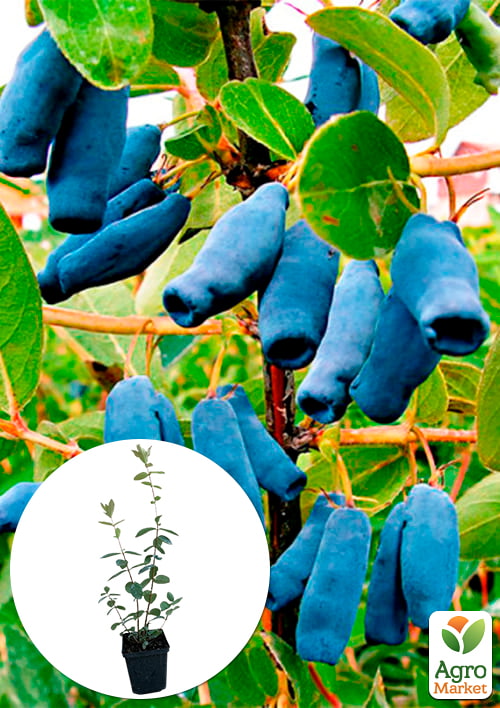 

Эксклюзив! Жимолость насыщенно сизая Королева ночи (Night queen) (премиальный, морозостойкий, неприхотливый сорт)