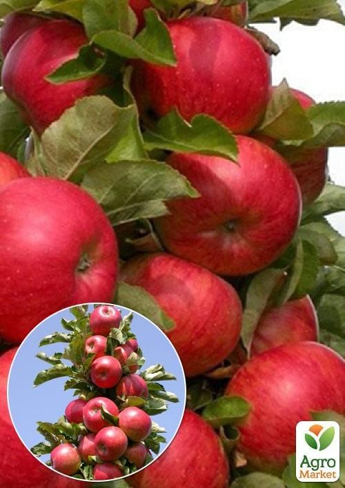 Ексклюзив! Яблуня колоновидна яскраво-червона "Магія ранку" (Morning magic) (преміальний, піздньо-осінній сорт) 1 саджанець в упаковці