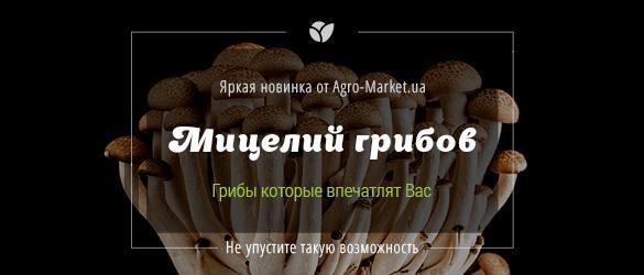 Спешите опробовать новые мицелии грибов от Agro-Market.ua Спешите опробовать новые мицелии грибов от Agro-Market.ua