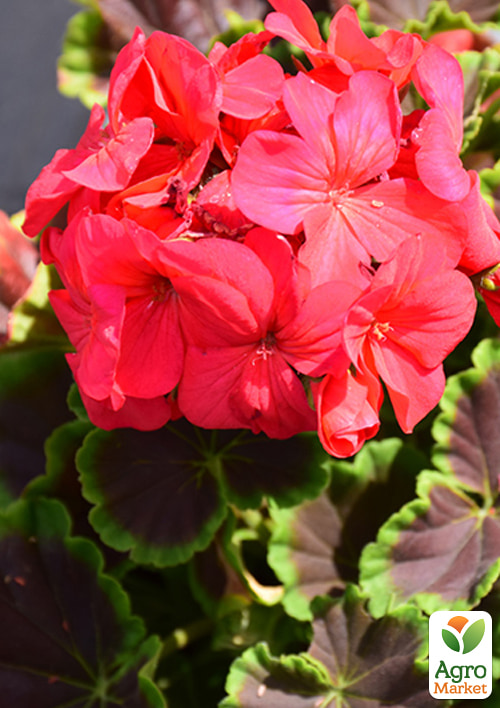 

Пеларгония Буллз Ай F1 cherry ТМ Профессиональные семена 50шт