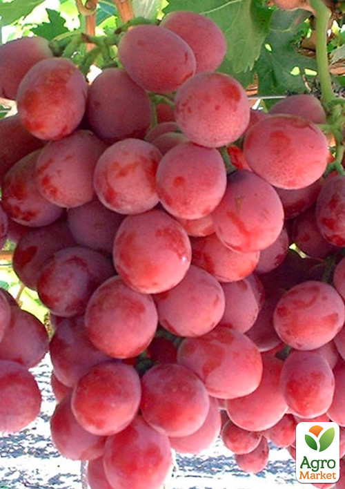 

Виноград Ринковий (Red Globe) (сорт для тривалого зберігання)