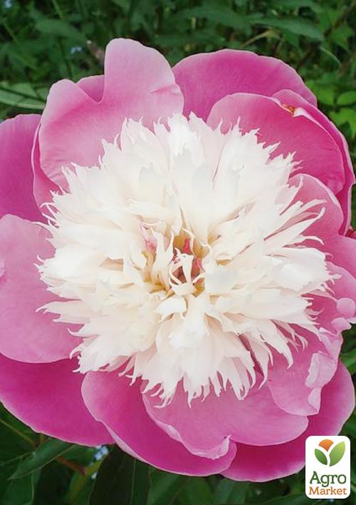 

Півонія трав'яниста Santa Fe 1шт в упаковці